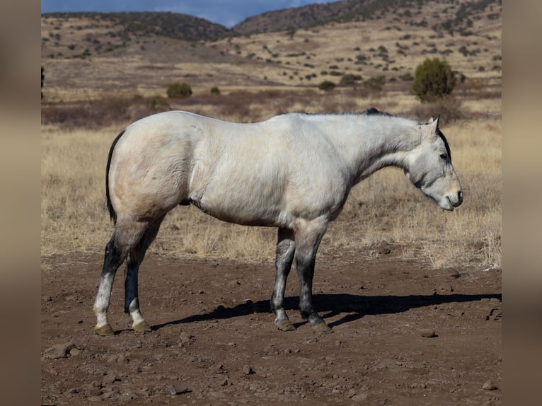 Caballo cuarto de milla Caballo castrado 6 años 150 cm Tordo in Camp Verde, AZ