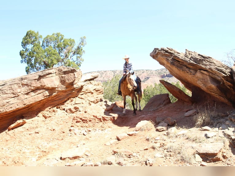 Caballo cuarto de milla Caballo castrado 6 años 152 cm Alazán rojizo in Mountain Grove MO