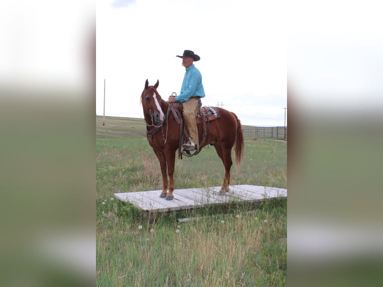 Caballo cuarto de milla Caballo castrado 6 años 152 cm Alazán rojizo in Douglas, WY