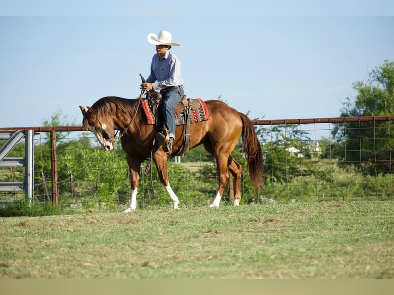 Caballo cuarto de milla Caballo castrado 6 años 152 cm Alazán rojizo in Sulphur Springs