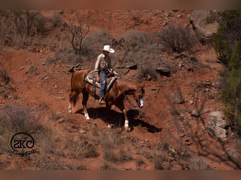 Caballo cuarto de milla Caballo castrado 6 años 152 cm Alazán rojizo in Canyon