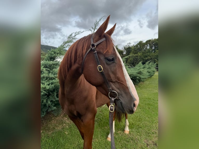 Caballo cuarto de milla Caballo castrado 6 años 152 cm Alazán-tostado in Manchester
