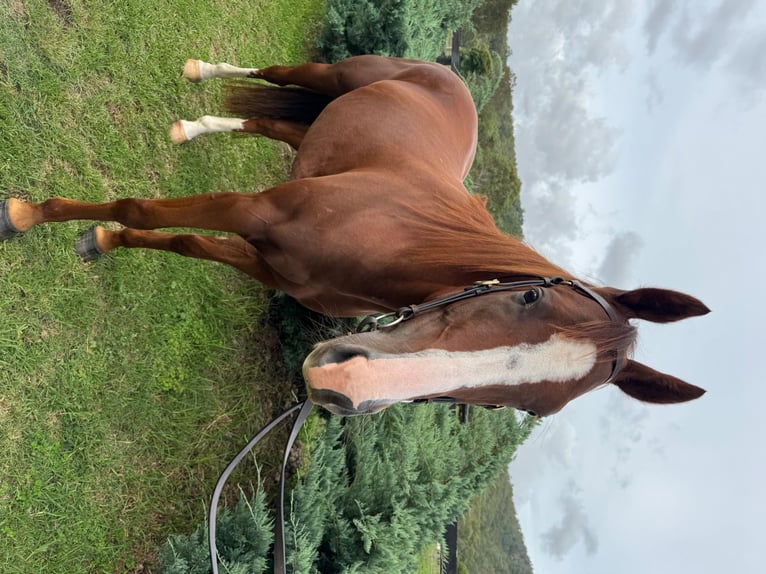Caballo cuarto de milla Caballo castrado 6 años 152 cm Alazán-tostado in Manchester