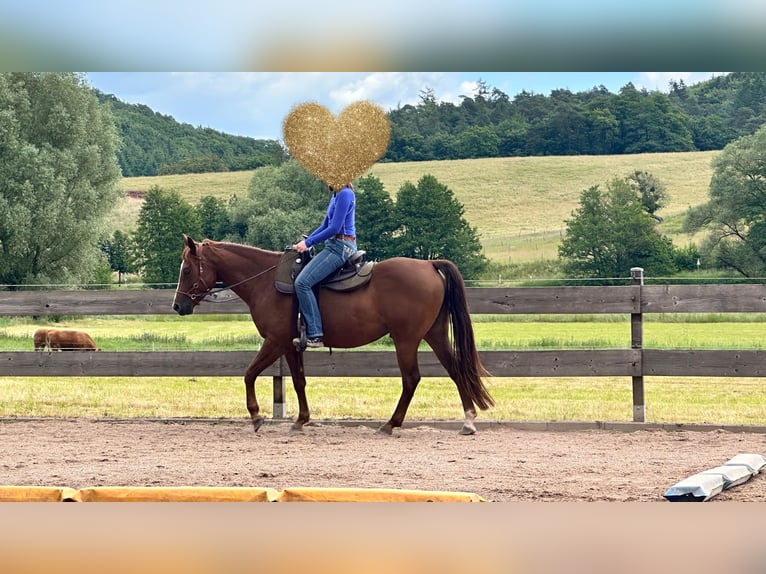 Caballo cuarto de milla Caballo castrado 6 años 152 cm Alazán-tostado in Mannebach
