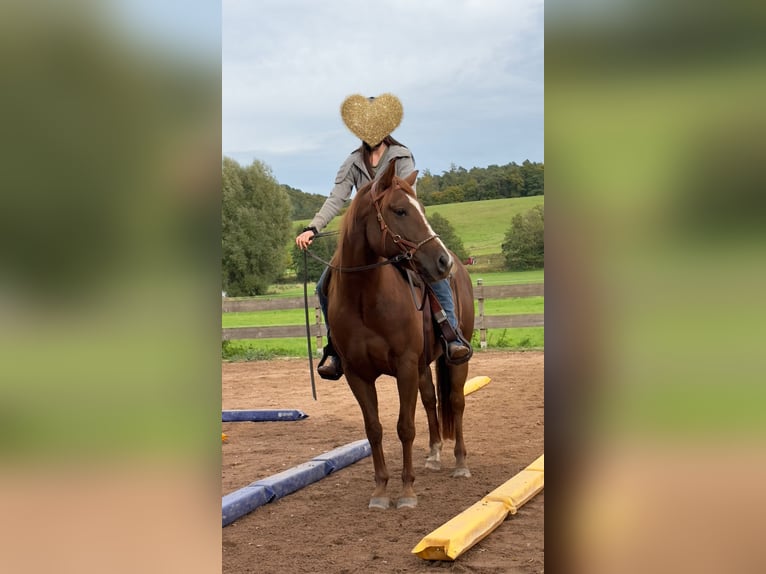 Caballo cuarto de milla Caballo castrado 6 años 152 cm Alazán-tostado in Mannebach