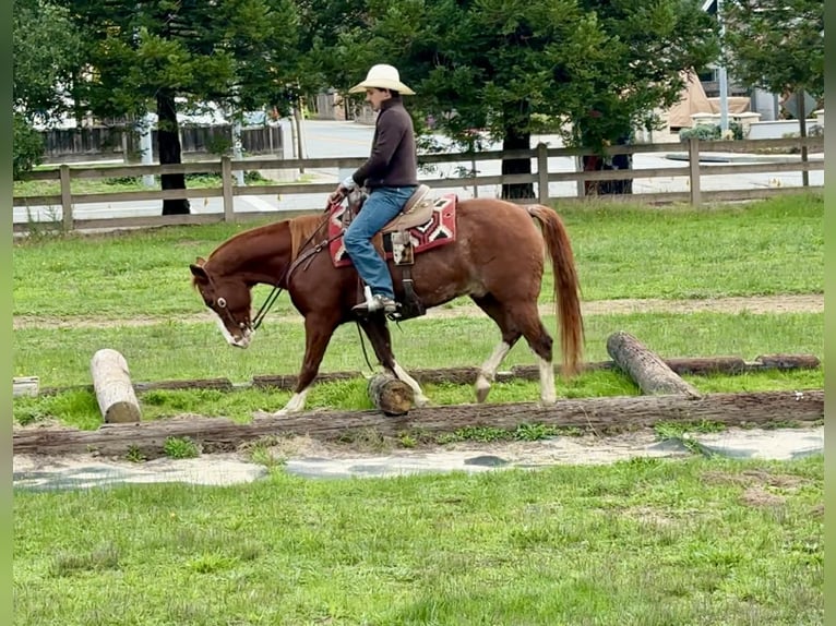 Caballo cuarto de milla Caballo castrado 6 años 152 cm Alazán-tostado in Paicines CA