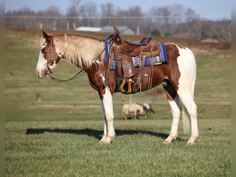 Caballo cuarto de milla Caballo castrado 6 años 152 cm Alazán-tostado in Parkers Lake KY