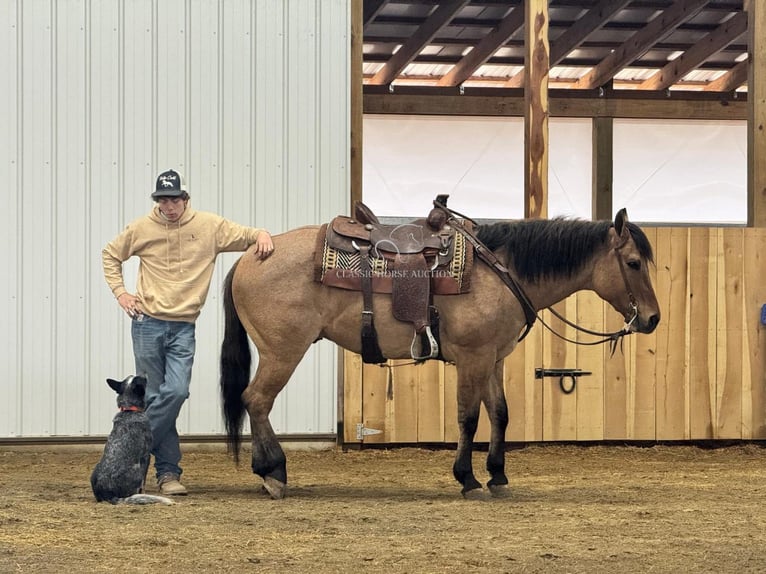 Caballo cuarto de milla Caballo castrado 6 años 152 cm Bayo in Austin, KY