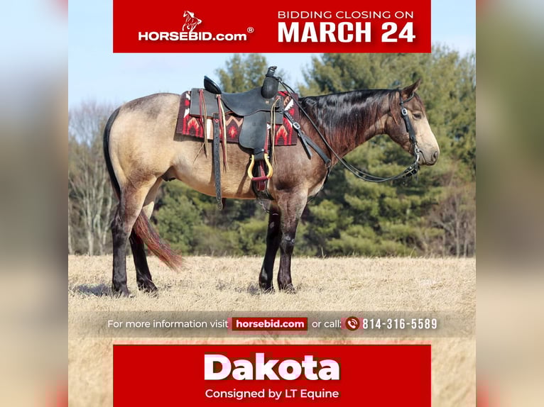 Caballo cuarto de milla Caballo castrado 6 años 152 cm Buckskin/Bayo in Clarion, PA