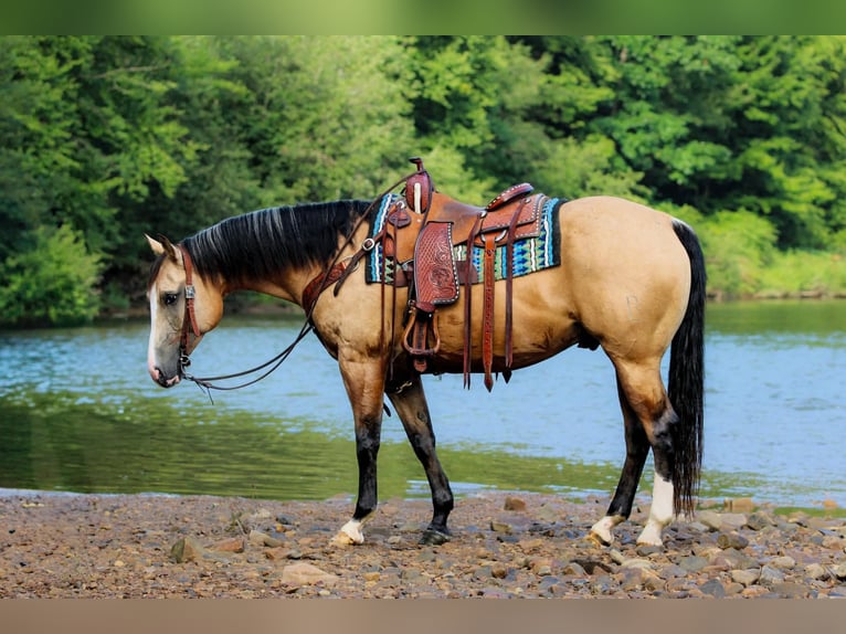 Caballo cuarto de milla Caballo castrado 6 años 152 cm Buckskin/Bayo in Clarion