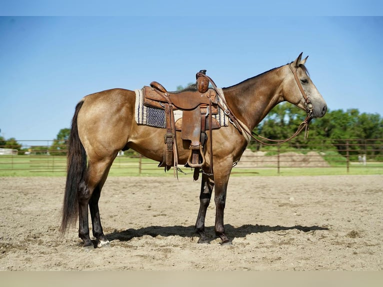Caballo cuarto de milla Caballo castrado 6 años 152 cm Buckskin/Bayo in Corsica