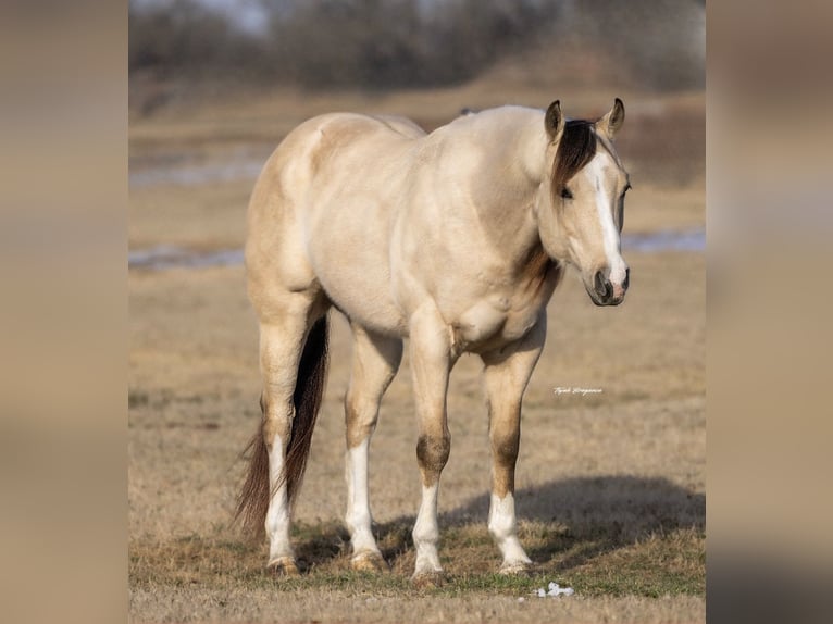 Caballo cuarto de milla Caballo castrado 6 años 152 cm Buckskin/Bayo in Ponder