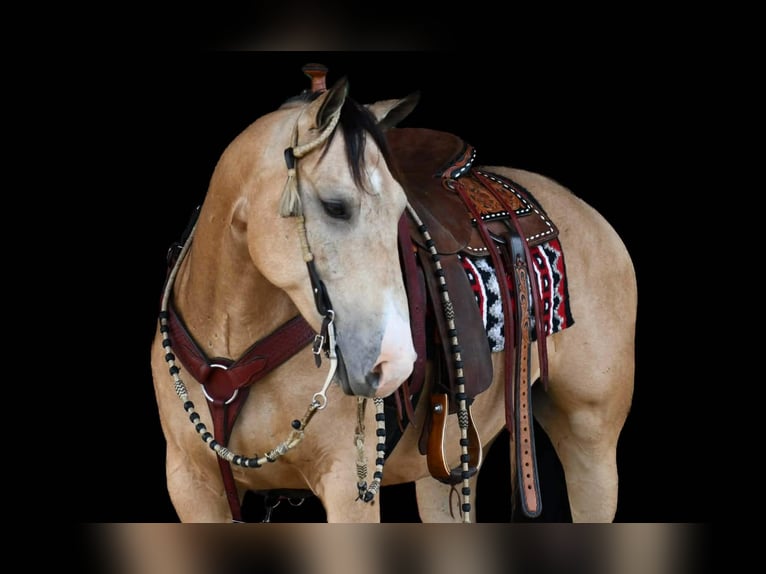 Caballo cuarto de milla Caballo castrado 6 años 152 cm Buckskin/Bayo in Rebersburg