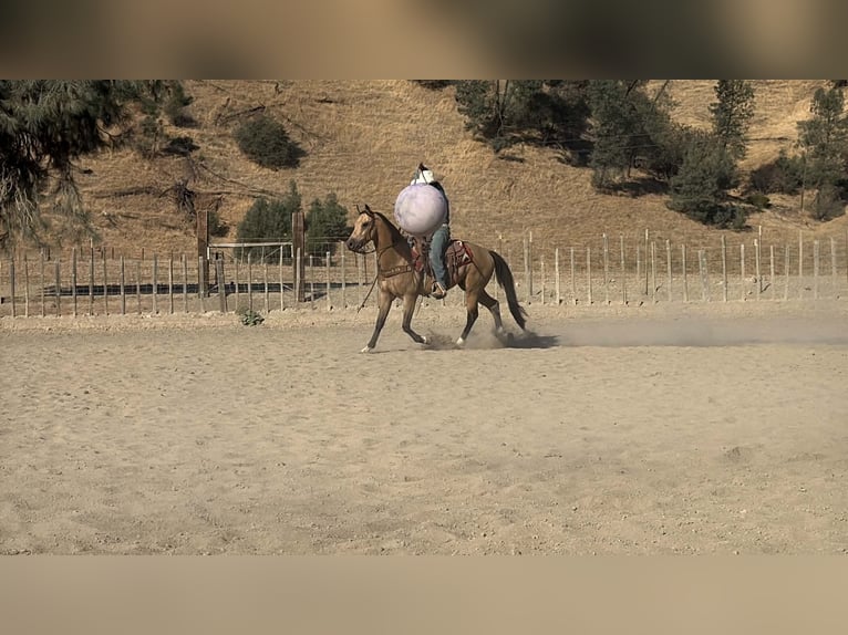 Caballo cuarto de milla Caballo castrado 6 años 152 cm Buckskin/Bayo in Tres Pinos