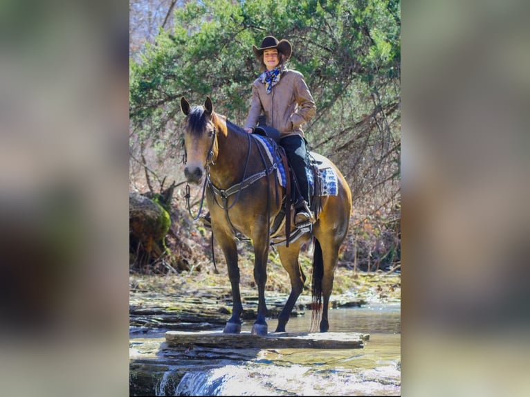 Caballo cuarto de milla Caballo castrado 6 años 152 cm Buckskin/Bayo in Robards