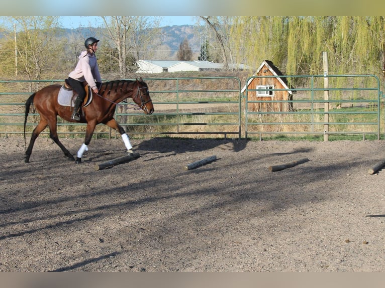 Caballo cuarto de milla Caballo castrado 6 años 152 cm Castaño rojizo in Fort Collins CO