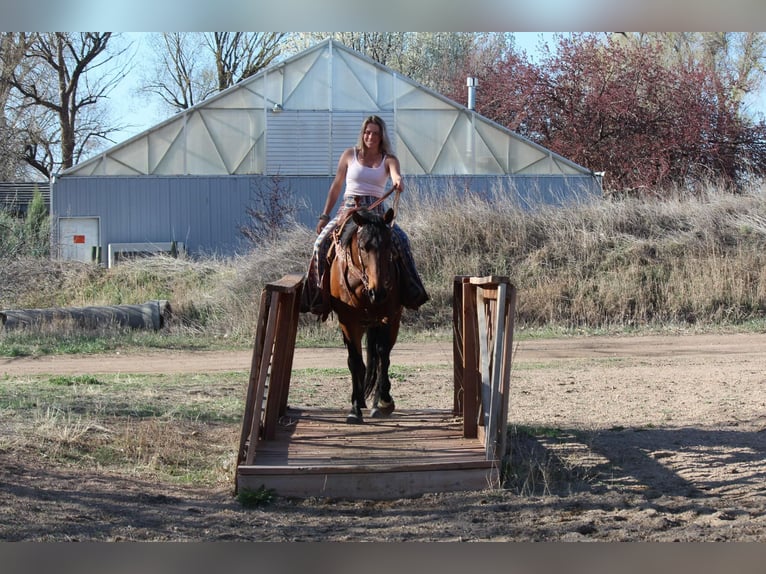 Caballo cuarto de milla Caballo castrado 6 años 152 cm Castaño rojizo in Fort Collins CO