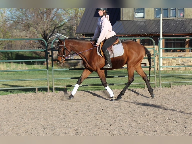 Caballo cuarto de milla Caballo castrado 6 años 152 cm Castaño rojizo in Fort Collins CO