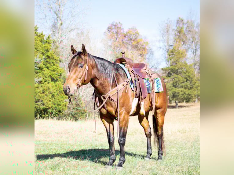 Caballo cuarto de milla Caballo castrado 6 años 152 cm Castaño rojizo in Greenville, KY