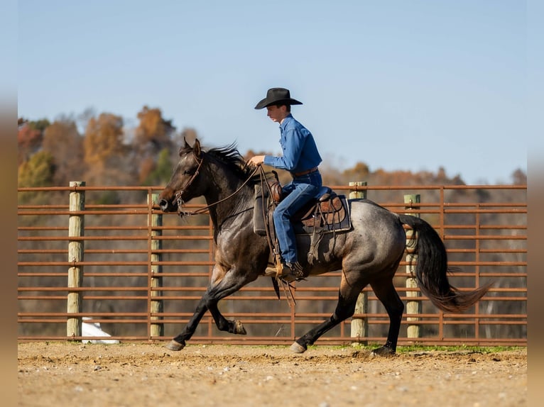 Caballo cuarto de milla Caballo castrado 6 años 152 cm Castaño-ruano in Auburn