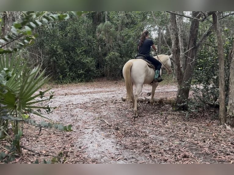 Caballo cuarto de milla Caballo castrado 6 años 152 cm Cremello in Loxahatchee