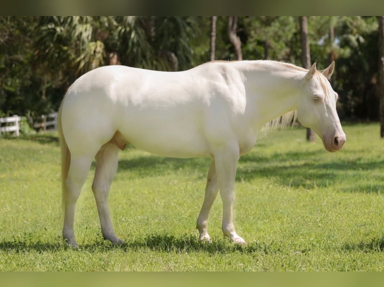 Caballo cuarto de milla Caballo castrado 6 años 152 cm Cremello in Loxahatchee