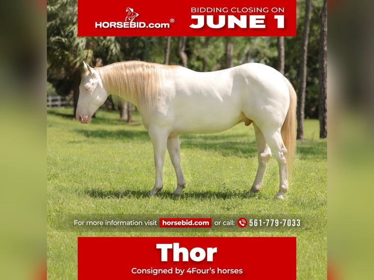 Caballo cuarto de milla Caballo castrado 6 años 152 cm Cremello in Loxahatchee