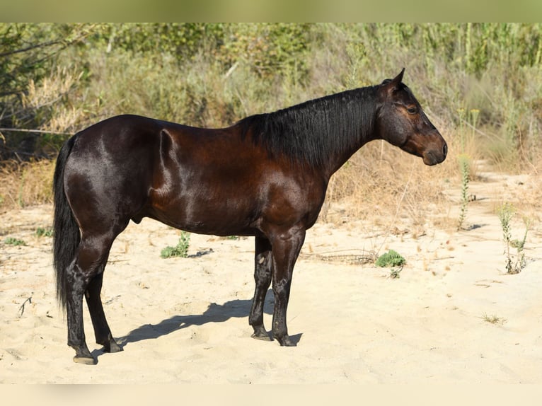 Caballo cuarto de milla Caballo castrado 6 años 152 cm Negro in Norco
