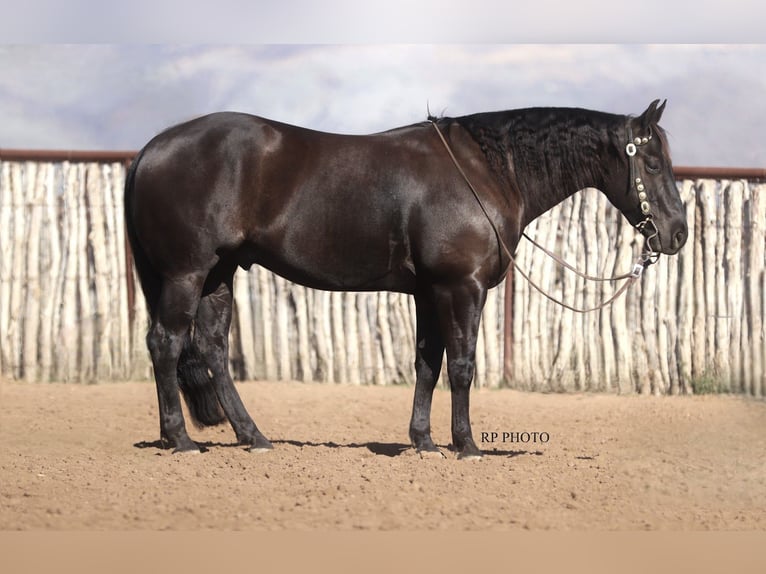 Caballo cuarto de milla Caballo castrado 6 años 152 cm Negro in Congress