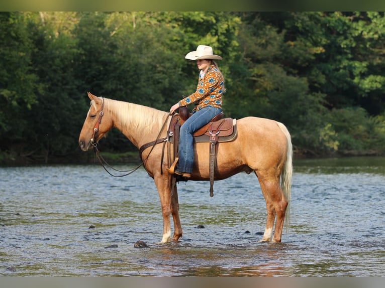 Caballo cuarto de milla Caballo castrado 6 años 152 cm Palomino in Clarion