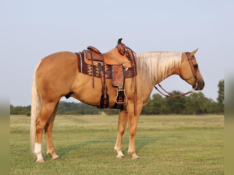 Caballo cuarto de milla Caballo castrado 6 años 152 cm Palomino in Buffalo, MO