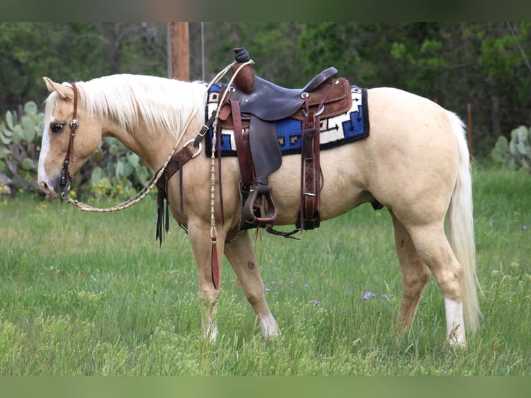 Caballo cuarto de milla Caballo castrado 6 años 152 cm Palomino in Morgan MIll TX