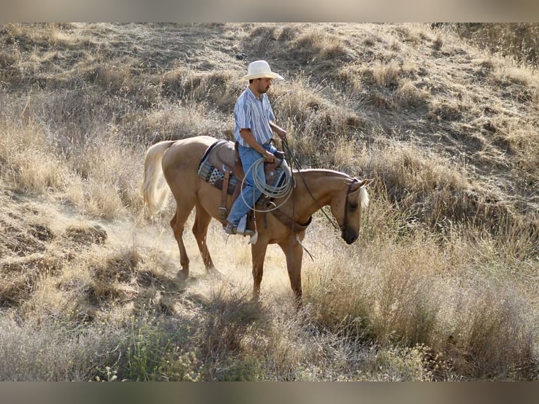 Caballo cuarto de milla Caballo castrado 6 años 152 cm Palomino in Paicines CA