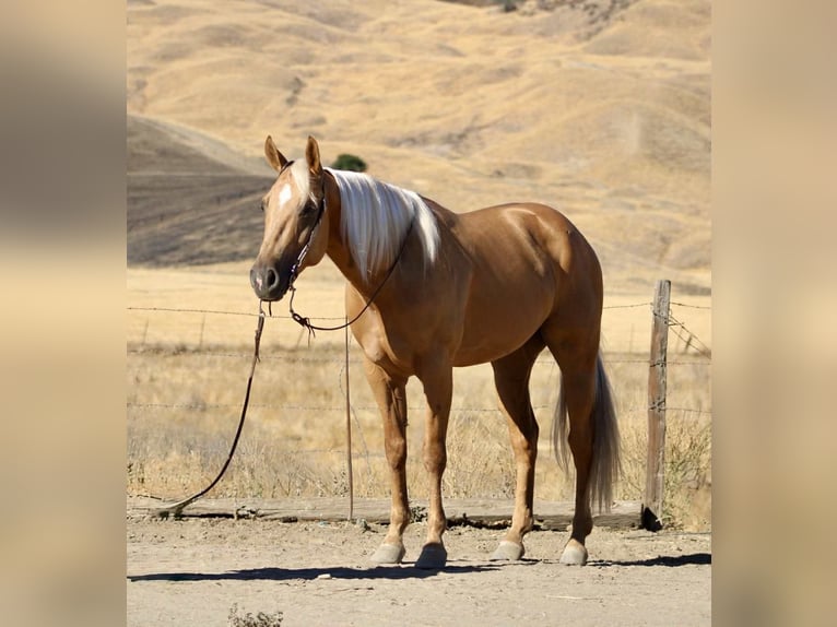 Caballo cuarto de milla Caballo castrado 6 años 152 cm Palomino in Paicines CA