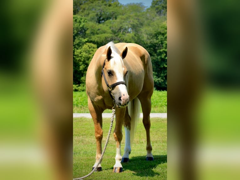 Caballo cuarto de milla Caballo castrado 6 años 152 cm Palomino in Shobonier IL