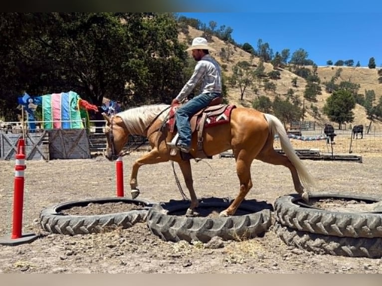Caballo cuarto de milla Caballo castrado 6 años 152 cm Palomino in Tres Pinos