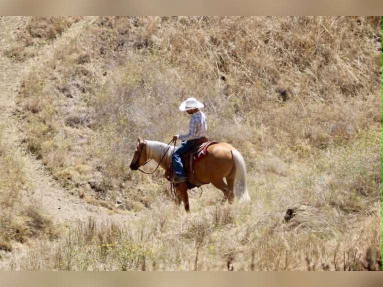Caballo cuarto de milla Caballo castrado 6 años 152 cm Palomino in Tres Pinos