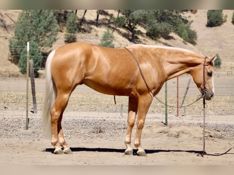Caballo cuarto de milla Caballo castrado 6 años 152 cm Palomino in Tres Pinos