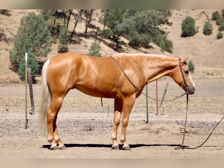 Caballo cuarto de milla Caballo castrado 6 años 152 cm Palomino in Tres Pinos