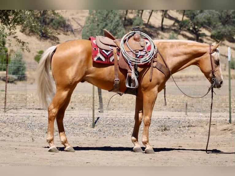 Caballo cuarto de milla Caballo castrado 6 años 152 cm Palomino in Tres Pinos