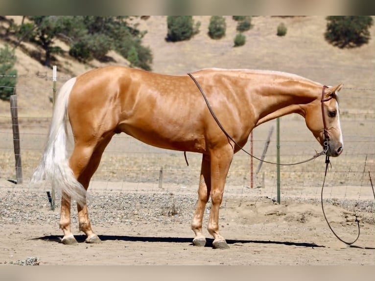 Caballo cuarto de milla Caballo castrado 6 años 152 cm Palomino in Tres Pinos