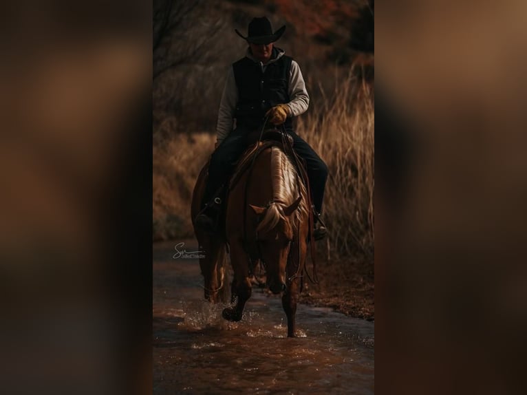 Caballo cuarto de milla Caballo castrado 6 años 152 cm Palomino in Waco, TX