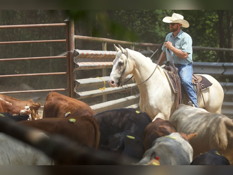 Caballo cuarto de milla Caballo castrado 6 años 152 cm Palomino in Collinsville