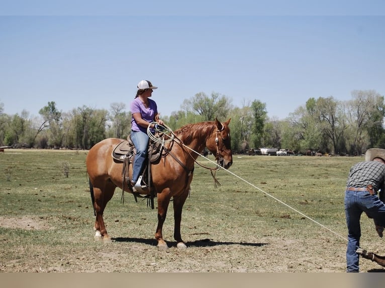 Caballo cuarto de milla Caballo castrado 6 años 152 cm Red Dun/Cervuno in Menan