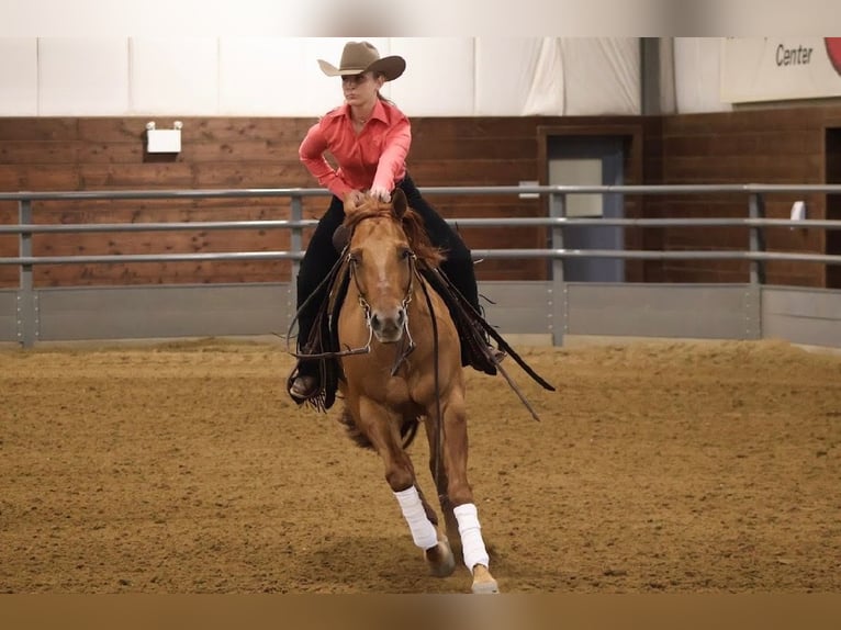 Caballo cuarto de milla Caballo castrado 6 años 152 cm Red Dun/Cervuno in River Falls, WI