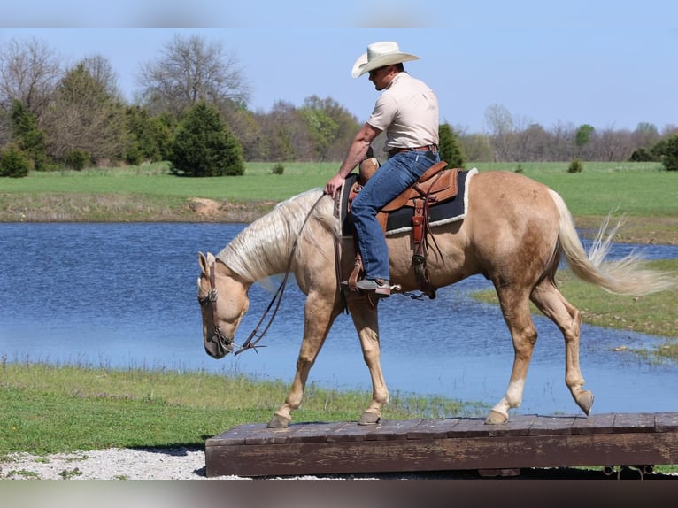 Caballo cuarto de milla Caballo castrado 6 años 152 cm in Buffalo, MO