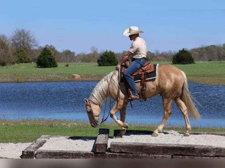Caballo cuarto de milla Caballo castrado 6 años 152 cm in Buffalo, MO