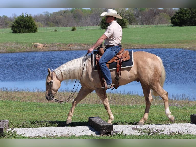 Caballo cuarto de milla Caballo castrado 6 años 152 cm in Buffalo, MO