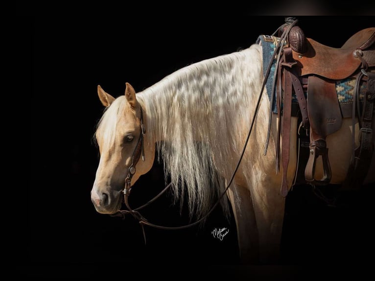 Caballo cuarto de milla Caballo castrado 6 años 152 cm in Buffalo, MO