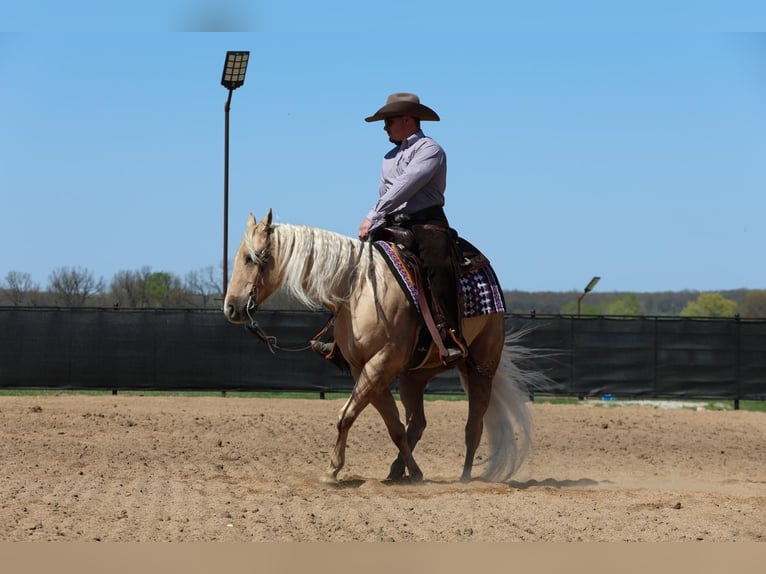 Caballo cuarto de milla Caballo castrado 6 años 152 cm in Buffalo, MO